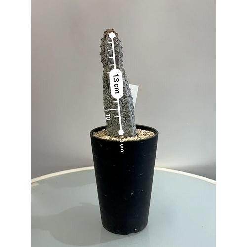 多肉植物 ユーフォルビア アブデルクリ 3.5号 個体B レア 珍しい 希少