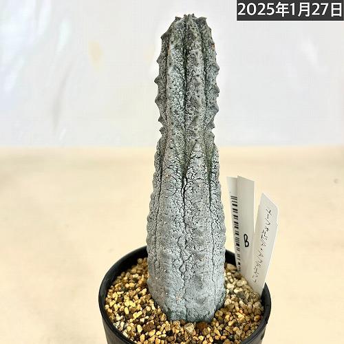 【レアプランツ】ユーフォルビア アブデルクリ ダブルヘッド メルカリ便鉢ごと発送 多肉植物 ユーフォルビア アブデルクリ 3.5号 個体B レア 珍しい 希少