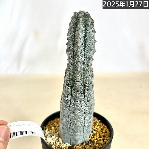 多肉植物 ユーフォルビア アブデルクリ 3.5号 個体B レア 珍しい 希少