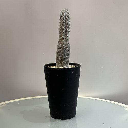 多肉植物 ユーフォルビア アブデルクリ 3.5号 個体C レア 珍しい 希少