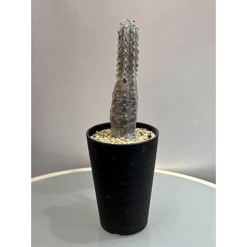多肉植物 ユーフォルビア アブデルクリ 3.5号 個体C レア 珍しい 希少