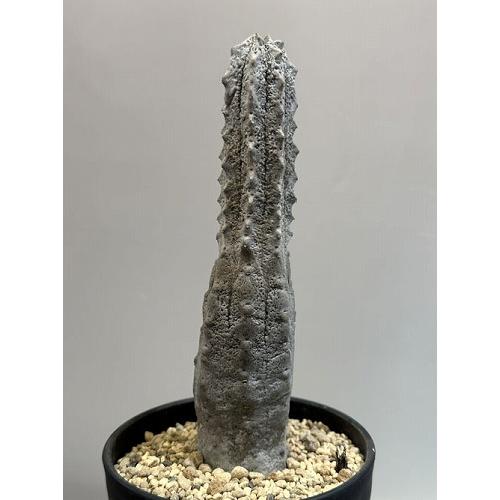 多肉植物 ユーフォルビア アブデルクリ 3.5号 個体C レア 珍しい 希少