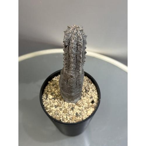 多肉植物 ユーフォルビア アブデルクリ 3.5号 個体C レア 珍しい 希少