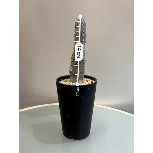 多肉植物 ユーフォルビア アブデルクリ 3.5号 個体C レア 珍しい 希少