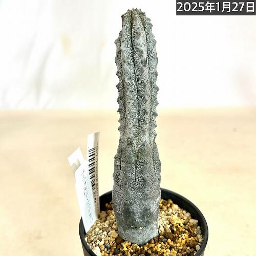T*S様 ユーフォルビア アブデルクリ 'Damask' 多肉植物 サボテン 希 多肉植物 ユーフォルビア アブデルクリ 3.5号 個体C レア 珍しい 希少
