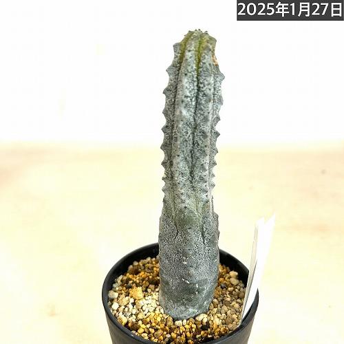 多肉植物 ユーフォルビア アブデルクリ 3.5号 個体C レア 珍しい 希少
