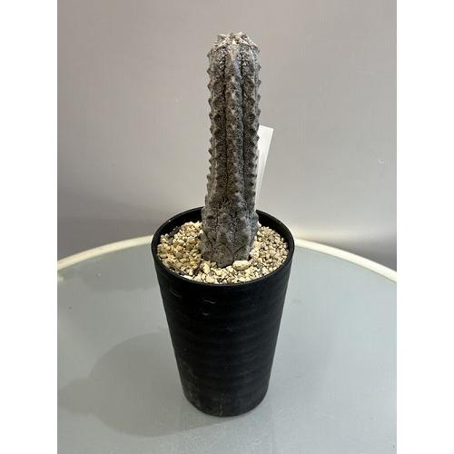 空*豆様 ユーフォルビア アブデルクリ 'Damask' 多肉植物 サボテン 希 多肉植物工房 花安 レア | 「ユーフォルビア・アブデルクリ」販売価格