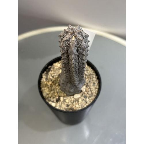 多肉植物 ユーフォルビア アブデルクリ 3.5号 個体E レア 珍しい 希少