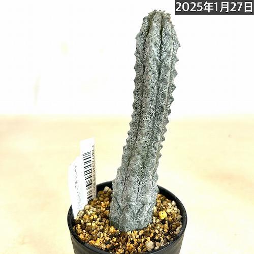 多肉植物 ユーフォルビア アブデルクリ 3.5号 個体E レア 珍しい 希少
