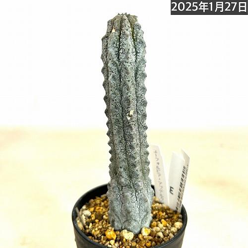 多肉植物 ユーフォルビア アブデルクリ 3.5号 個体E レア 珍しい 希少