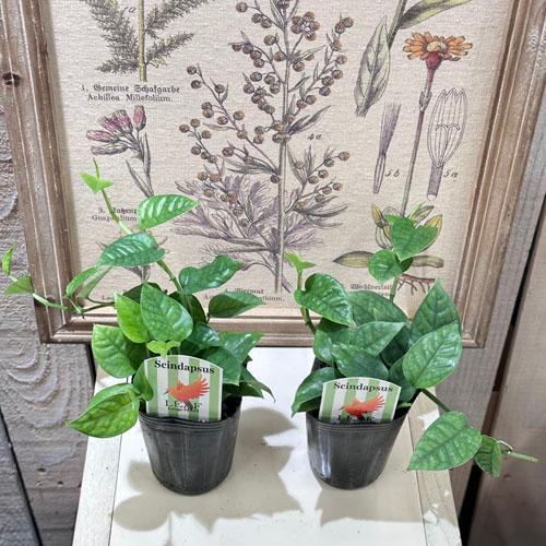 ミニ観葉植物 観葉植物 スキンダプサス(スキンダプタス) ミニグリーン 2.5号