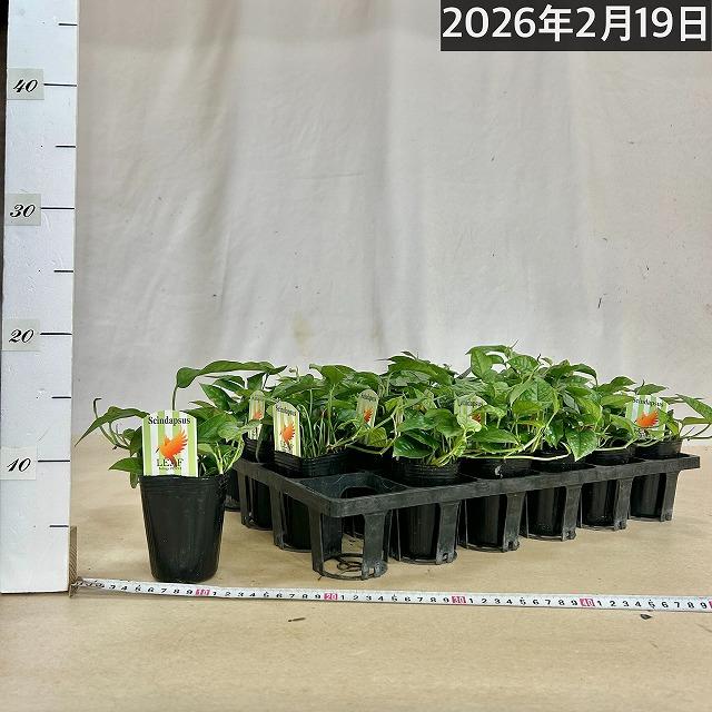 スキンダプサス(スキンダプタス) ミニグリーン 2.5号ロングポット 観葉