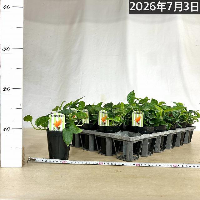 スキンダプサス(スキンダプタス) ミニグリーン 2.5号ロングポット 観葉