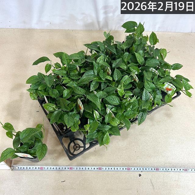 スキンダプサス(スキンダプタス) ミニグリーン 2.5号ロングポット 観葉