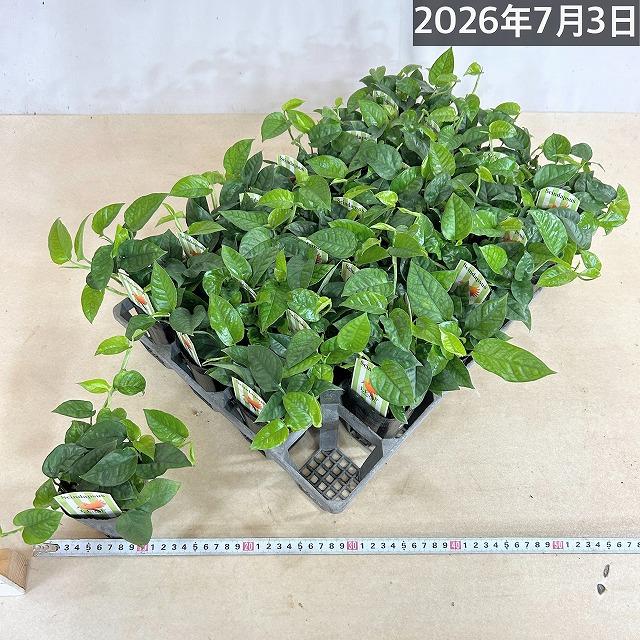 スキンダプサス　まとめて出品 スキンダプサス(スキンダプタス) ミニグリーン 2.5号ロングポット 観葉