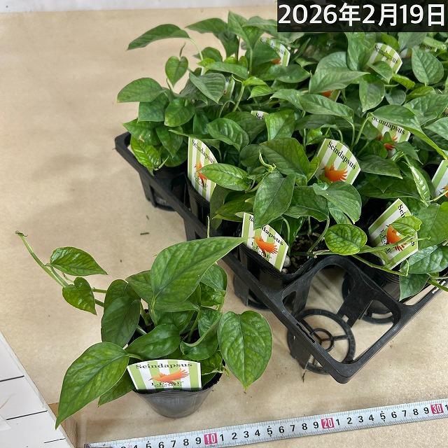 スキンダプサス(スキンダプタス) ミニグリーン 2.5号ロングポット 観葉