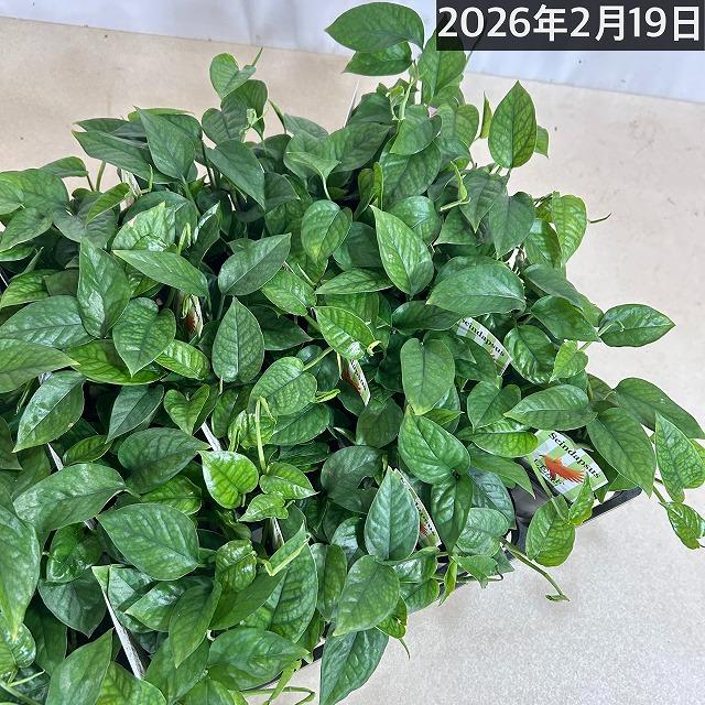 スキンダプサス(スキンダプタス) ミニグリーン 2.5号ロングポット 観葉