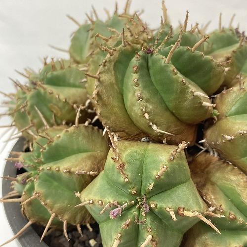 多肉植物 ユーフォルビア 笹蟹丸ハイブリッド 5号 ユーホルビア