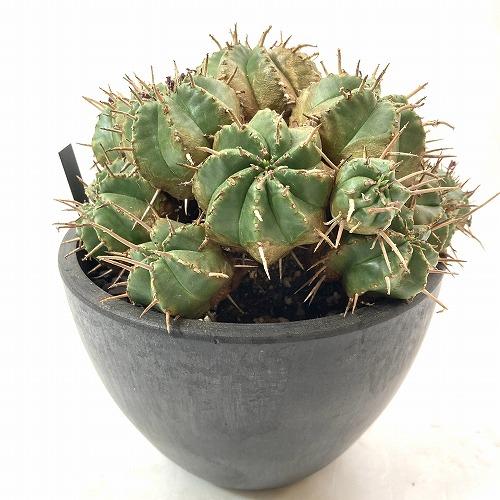 ユーフォルビア ハイブリッド ネオ笹蟹鉄甲 実生 現品 ユーフォルビア 笹蟹鉄甲 | FEEL THE GREEN