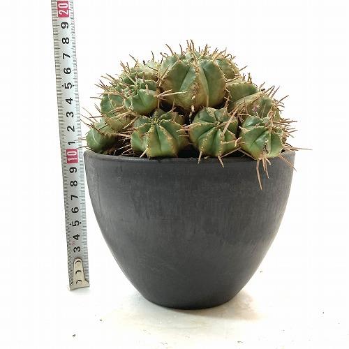 多肉植物 ユーフォルビア 笹蟹丸ハイブリッド 5号 ユーホルビア