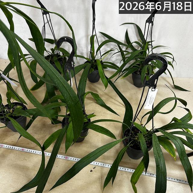観葉植物 吊り下げ アンスリウム ビッタリフォリウム 4号吊り鉢※葉傷み