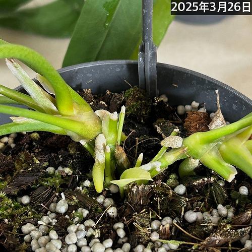 観葉植物 吊り下げ アンスリウム ビッタリフォリウム 4号吊り鉢※葉傷み