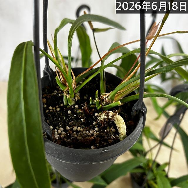 観葉植物 吊り下げ アンスリウム ビッタリフォリウム 4号吊り鉢※葉傷み