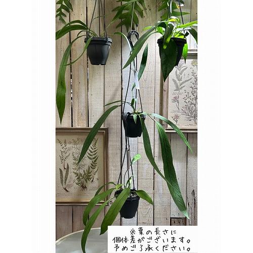 観葉植物 吊り下げ アンスリウム ビッタリフォリウム 4号吊り鉢※葉傷み