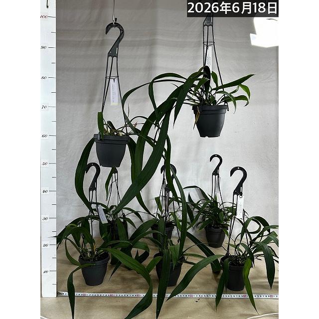 観葉植物 吊り下げ アンスリウム ビッタリフォリウム 4号吊り鉢※葉傷み