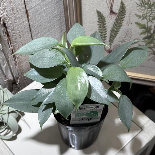 観葉植物 フィロデンドロン シルバーメタル 3号 レア 珍しい 希少種