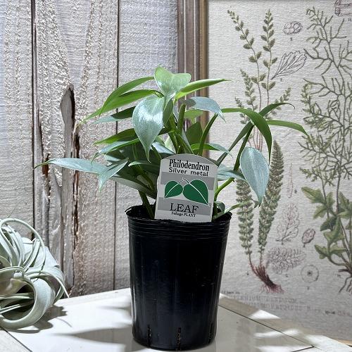 観葉植物 フィロデンドロン シルバーメタル 3号 レア 珍しい 希少種