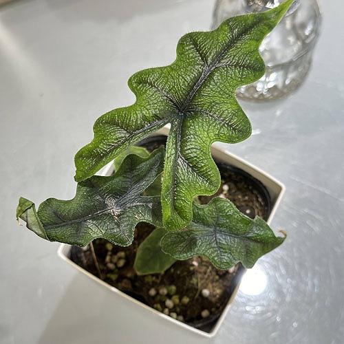 観葉植物　アロカシア ジャクリン(ジャックリン) 4号角鉢　多肉植物 インテリア おしゃれ カッコイイ｜leafs｜02