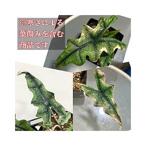 観葉植物　アロカシア ジャクリン(ジャックリン) 4号角鉢　多肉植物 インテリア おしゃれ カッコイイ｜leafs｜06