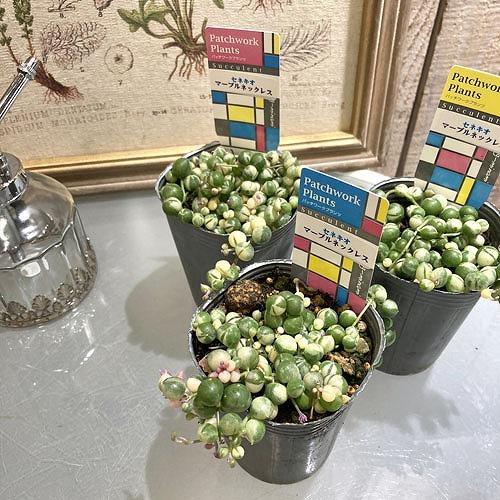 可愛い♡マーブルネックレス4個♡2.5号♡メルカリ便で 園芸ネット本店｜マーブルネックレス 2.5号 の通販【公式】