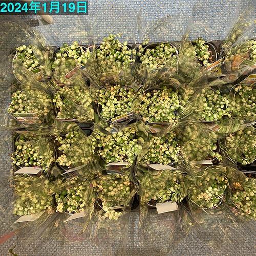 観葉植物 グリーンネックレス 斑入り(マーブルネックレス) 2.5号LP