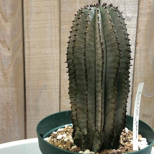 ユーフォルビア 白衣 ホリダ 塊根植物 コーデックス 大株 ユーフォルビア 白衣ホリダ | mana's farm:塊根植物・アガベ・ドライ
