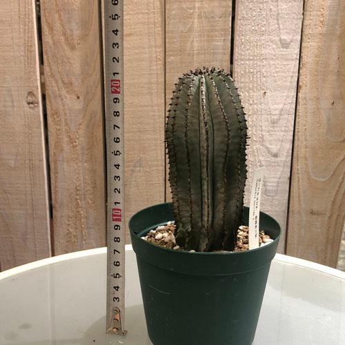 多肉植物 ユーフォルビア ホリダ 白衣 4号 ユーホルビア インテリア