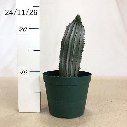 多肉植物 ユーフォルビア ホリダ 白衣 4号 ユーホルビア インテリア