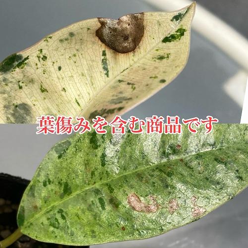 観葉植物　フィカス ジン 2.5号　インテリア かわいい カワイイ 可愛い オシャレ カッコイイ｜leafs｜03