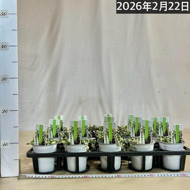 斑入りグリーンネックレス(マーブルネックレス) 3号 緑の鈴 多肉植物