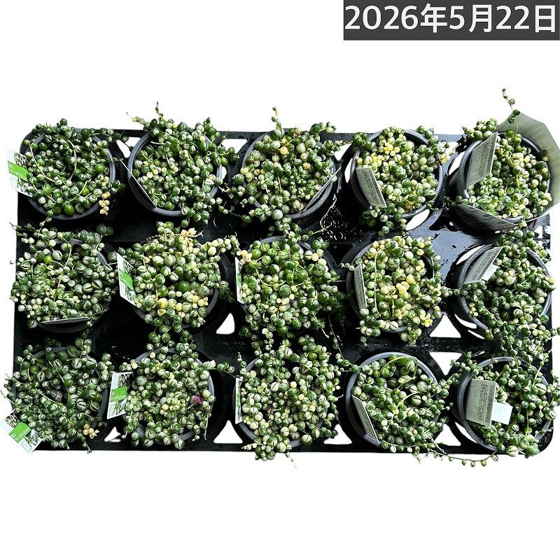 斑入りグリーンネックレス(マーブルネックレス) 3号硬質ポット 緑の鈴