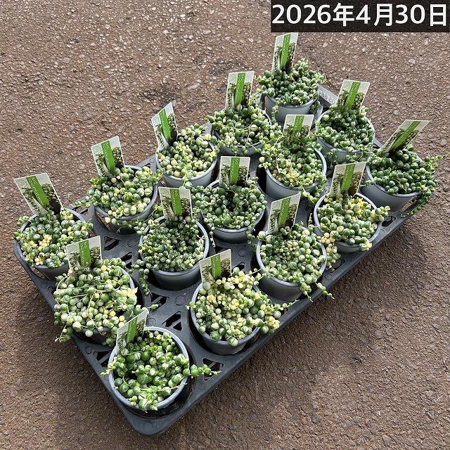 斑入りグリーンネックレス(マーブルネックレス) 3号硬質ポット 緑の鈴