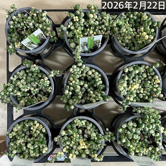 斑入りグリーンネックレス(マーブルネックレス) 3号 緑の鈴 多肉植物