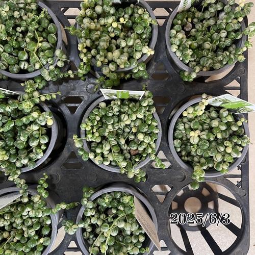 特価】グリーンネックレス 斑入り(マーブルネックレス) 3号 緑の