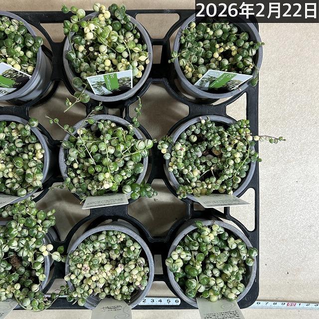 斑入りグリーンネックレス(マーブルネックレス) 3号 緑の鈴 多肉植物