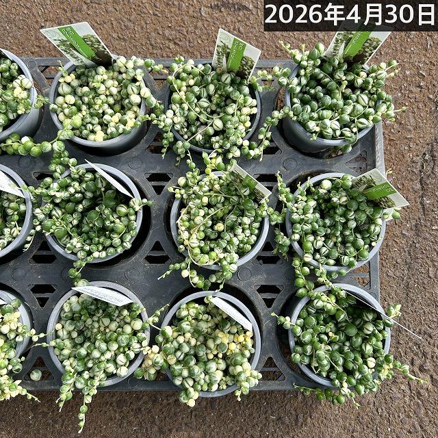 斑入りグリーンネックレス(マーブルネックレス) 3号硬質ポット 緑の鈴