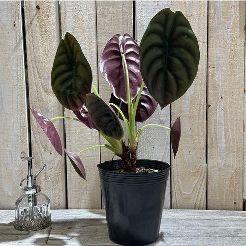 大特価 大放出 観葉植物 アロカシア クプレア(キュプレア) 5号ポット