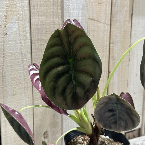 大特価 大放出 観葉植物 アロカシア クプレア(キュプレア) 5号ポット