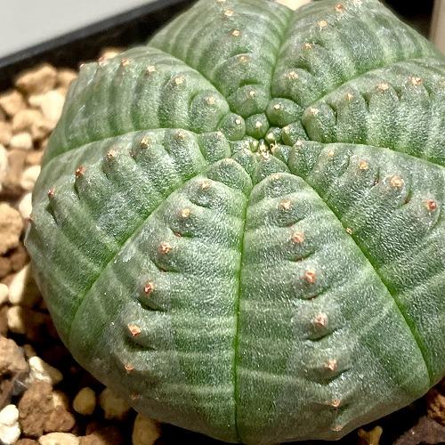 多肉植物 ユーフォルビア(ユーホルビア) オベサ ミニサイズ 2.5号 個体 