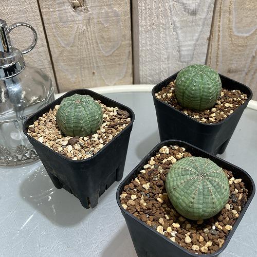 ユーホォルビアオベサ中型 緑色 多肉植物 群生 EuphorbiaobesaGREENWITHBROWNLI